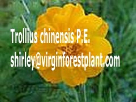 Trollius Chinensis P.E. (Shirley At Virginforestplant Dot Com)